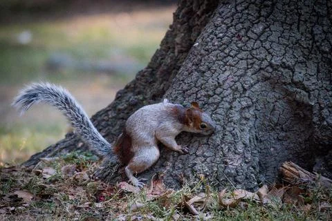 Curious Park Squirrel Stock Photos