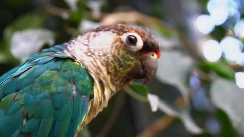 A curious parrot in the green branches of a tree Video stock 117261448