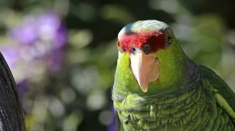 Curious Parrot Perched In Tree Stock Footage 10815134