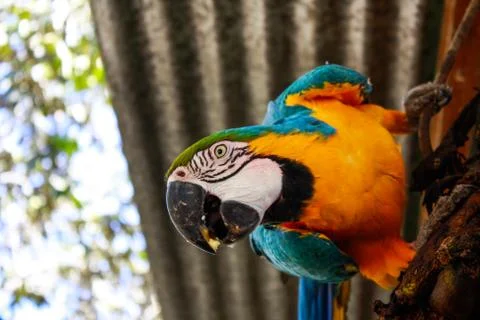 Curious Parrot Stock Photos