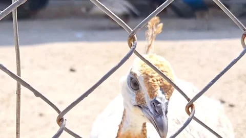 Curious Peacock Close. Peacock Behind Wire. Approaching White Beauty Stock Footage 311120239