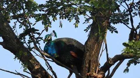 Curious Peacocks looking at the camera, with audio handheld Stock Footage 230635051