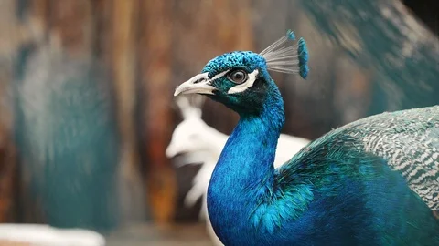 Curious peacocks looking at the camera, on a blurred wooden background Stock Footage