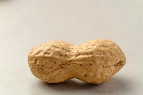 Curious peanut resting on a simple gray surface during daylight Stock Photos