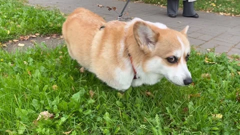 Curious pembroke welsh corgi walking on a leash outdoors Stock Footage 317610541