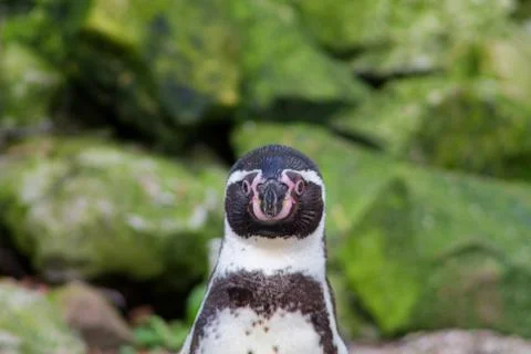 Curious Penguin Close-Up Stock Photos