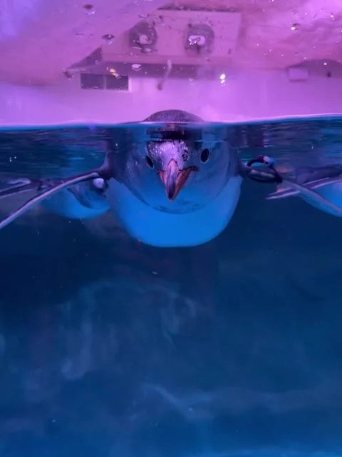 Curious Penguin Floating at Water Surface Looking at Camera Stock Footage 338086343