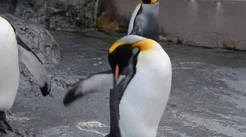 Curious penguin spread its wing HD Stock Footage 60119183