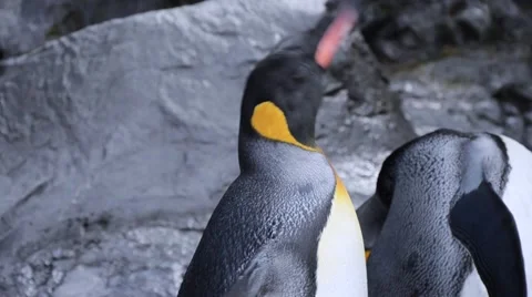 Curious penguin spread wing Stock Footage 60119214