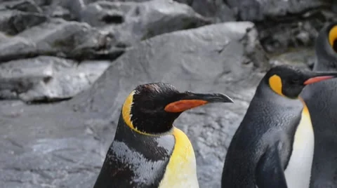 Curious penguin in summer HD Stock Footage 60119192