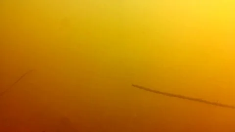 Curious Perch Fish Group in Yellow River Water Looped Video stock 103960128