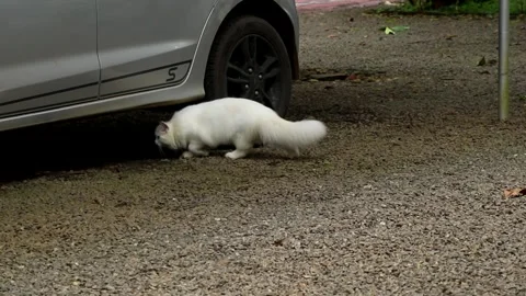 Curious Persian cat entering under a car. Stock Footage 252412118