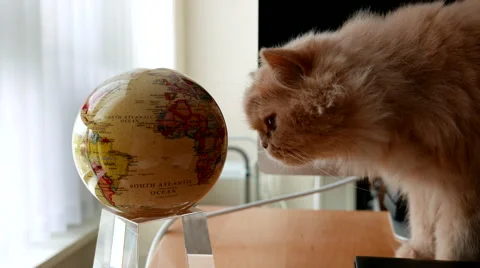 Curious persian cat smelling globe on table with 4k resolution. Stock Footage 67369240