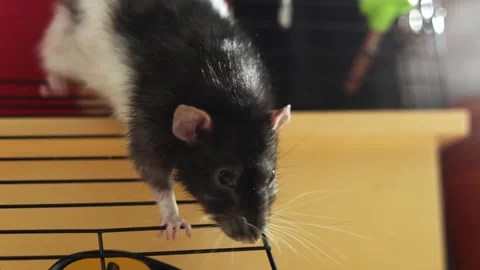 Curious pet rat explores its cage, climbing on bars with black and white fur Vidéo 340563830