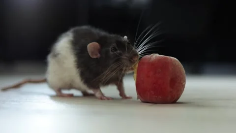 Curious pet rat explores a small red fruit on a wooden surface Stock Footage 340563853