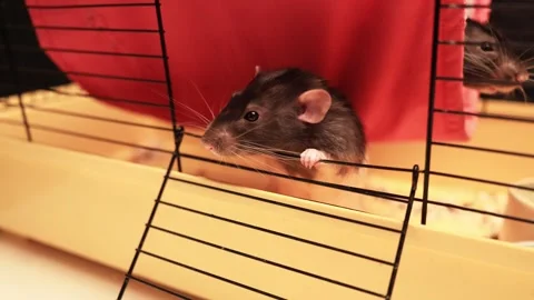 Curious pet rat peeking out from its cage with bright eyes and whiskers Stock Footage 339211462