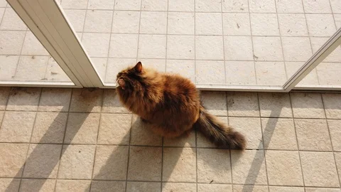 Curious pet of siberian cat looking outside the window, brown mackerel female Vídeo Stock 122135261