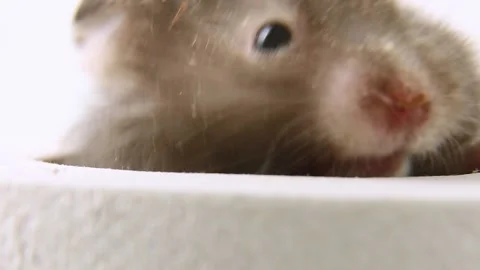 A curious pet is sniffing out something. Stock-Footage 239403258