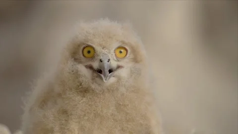 Curious Pharaoh Eagle-Owl Chick Looking at the Camera With Bright Yellow Eyes Stock Footage 344198805
