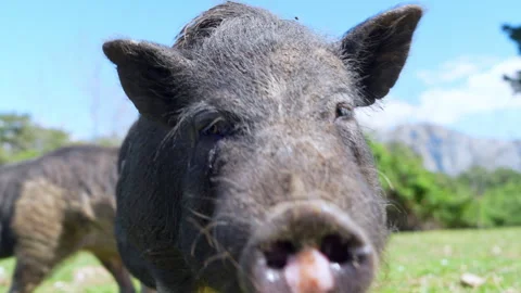 Curious pig approaching camera closely on a grassy farm field Stock Footage 341292098