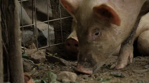 Curious Pig in Cage - A Close-up Look at Farm Animal Life Stock Footage 316928389