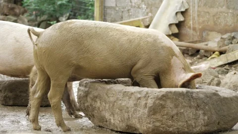 Curious Pig Exploring Watery Den Stock Footage 316919157