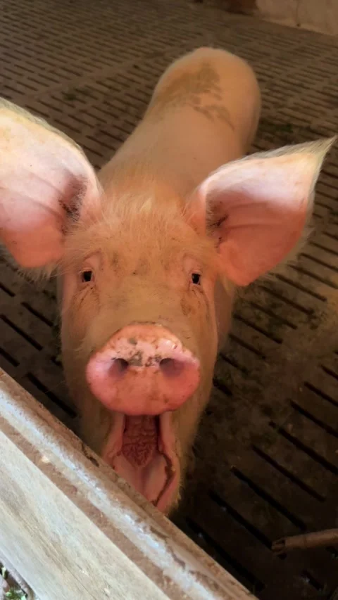 Curious pig in the farm barn vertical video. Stock Footage 335032314
