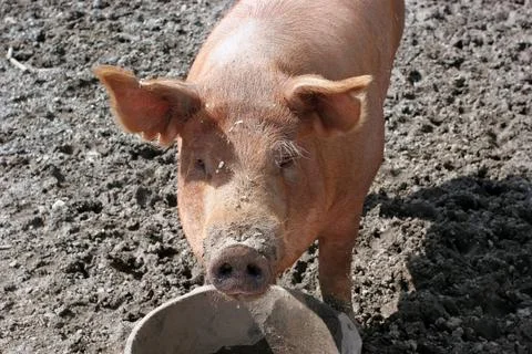 Curious Pig Stock Photos