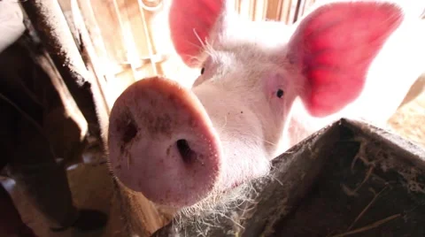Curious pig in a small farm Видео 47990479