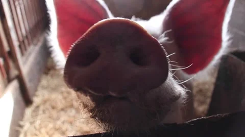 Curious pig in a small farm Видео 55877842