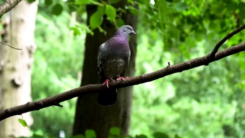 Curious Pigeon Stock Footage