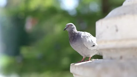 Curious pigeons in the park. Stock Footage 282656260