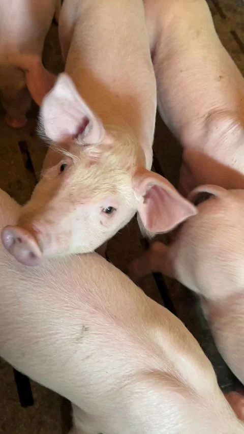 Curious piglet looking up, vertical video. Stock Footage 335032379