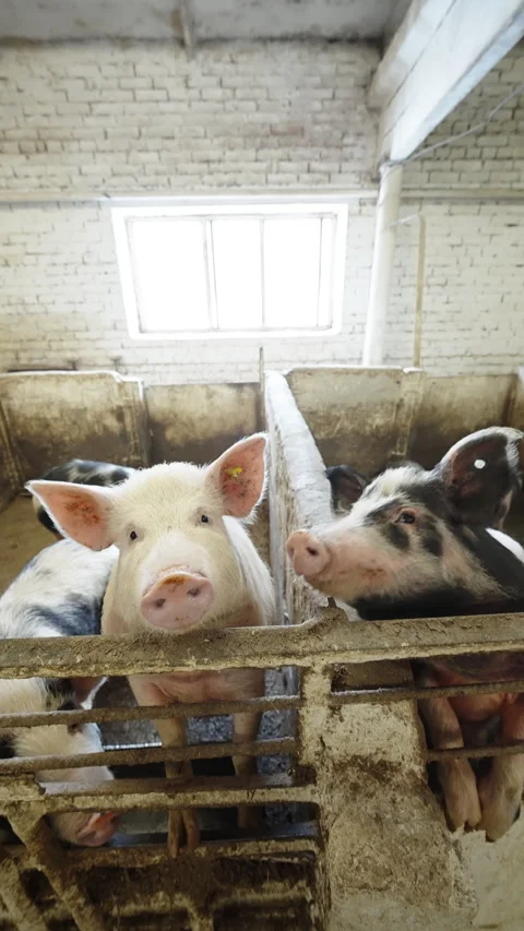 Curious piglets and young pigs crowding the pen railing in a rustic indoor barn Stock Footage 332339361