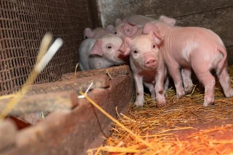 Curious Piglets Delightfully Exploring Their Barn Environment Full of Exciting Stock Photos