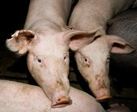 Curious pigs Stock Photos