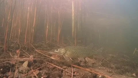 Curious pike (Esox lucius). Stock Footage 70504722