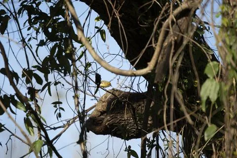 Curious Pine Warbler Stock-Fotos