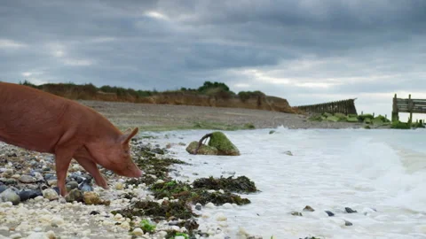 Curious pink pig exploring a rocky beach Stock Footage 328193921