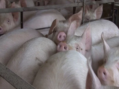 Curious pink pigs crowding toward visitors Stock Footage 124386206
