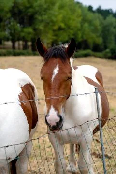 Curious pinto horse looking through a barbed wire fence in a pasture. Farm an Stock Photos