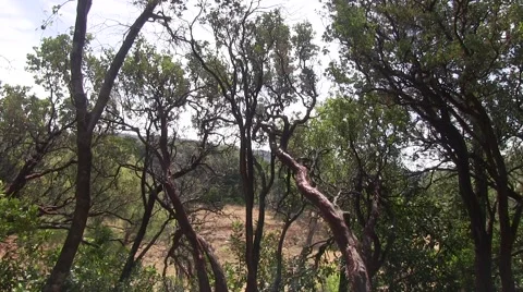 Curious pixie follows the cameraman Video stock 51314596