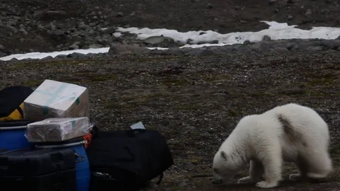Curious Polar bear cub sniffs sucker equipment Stock-Footage 70618666