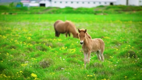 Curious Pony and Mom Stock Footage 83318371