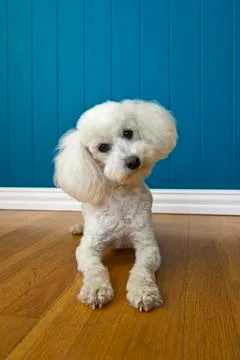 Curious poodle Stock Photos