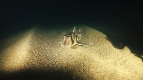 Curious Port Jackson Shark Video stock 92406392
