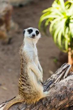 Curious posing meerkat on a log 스톡 사진