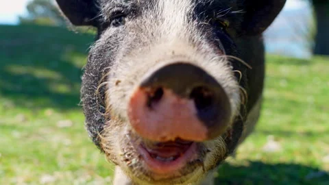 Curious pot bellied pig approaching camera on a sunny hillside Stock Footage 342505828