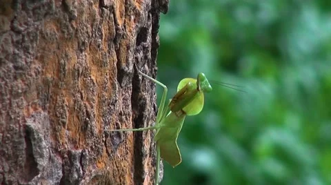 Curious Praying Mantis Stock Footage 45390759