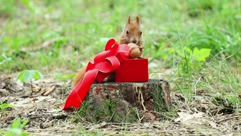 Curious protein is located next to an open red gift box with a ribbon on forest Stock Footage 313682778